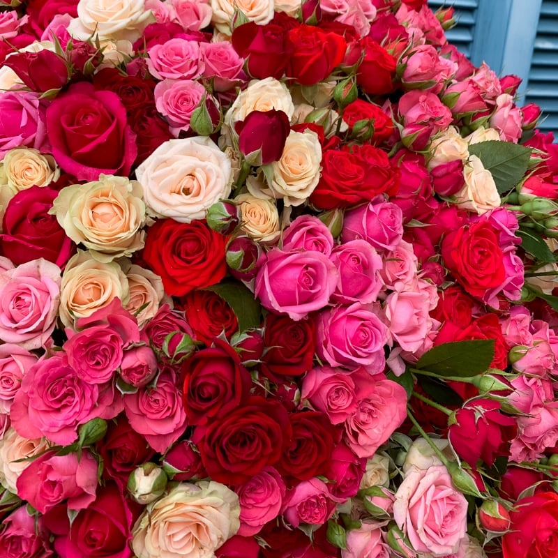 150 Spray Roses